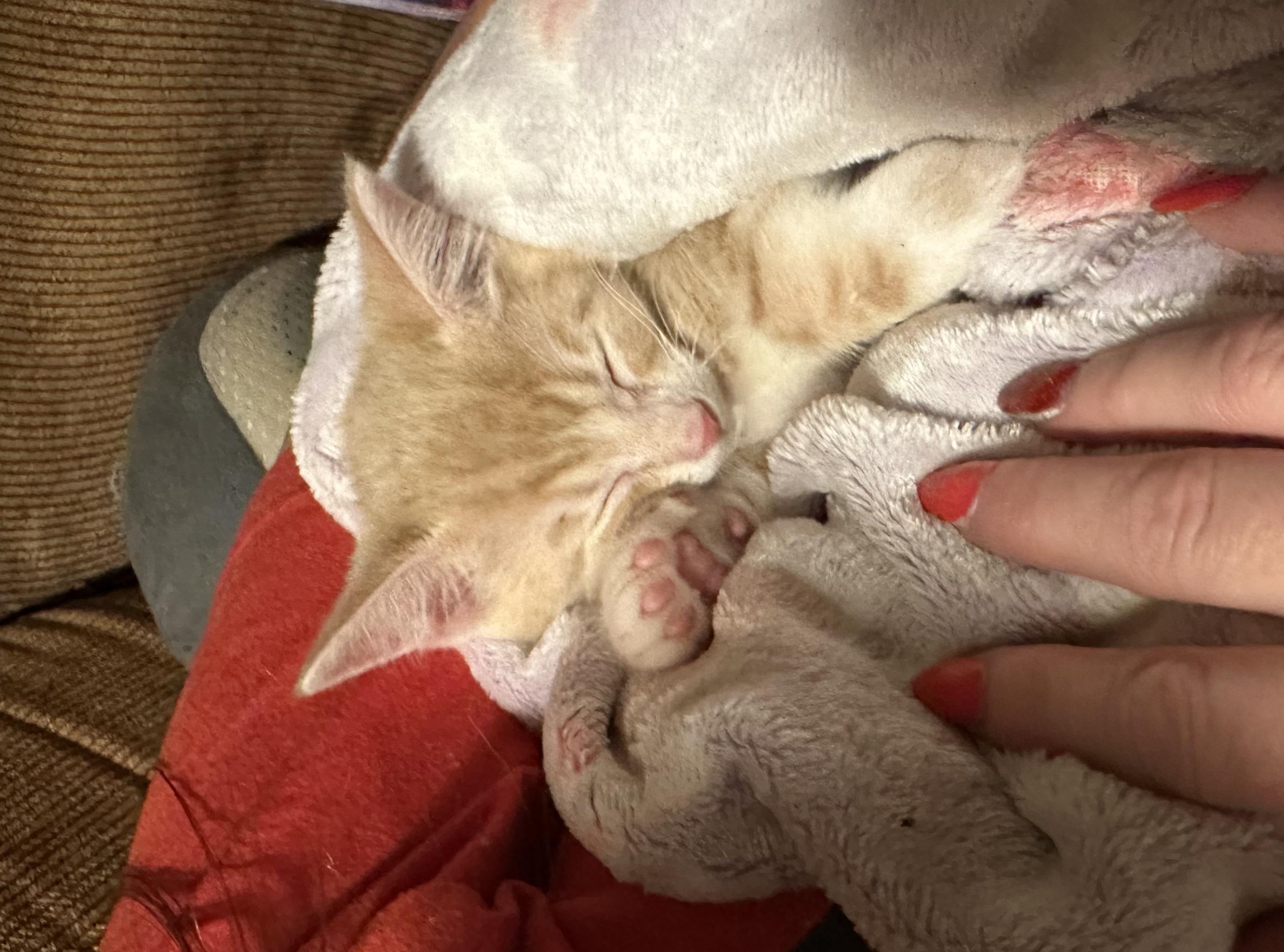A rescued orange kitten sleeping peacefully, swaddled in a warm blanket.